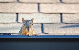 Griffin Roofing in Atlanta, GA - Squirrel sitting on the roof