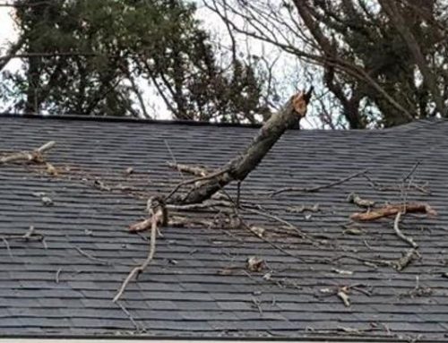 How Can Tree Damage to Roofing Be Prevented?
